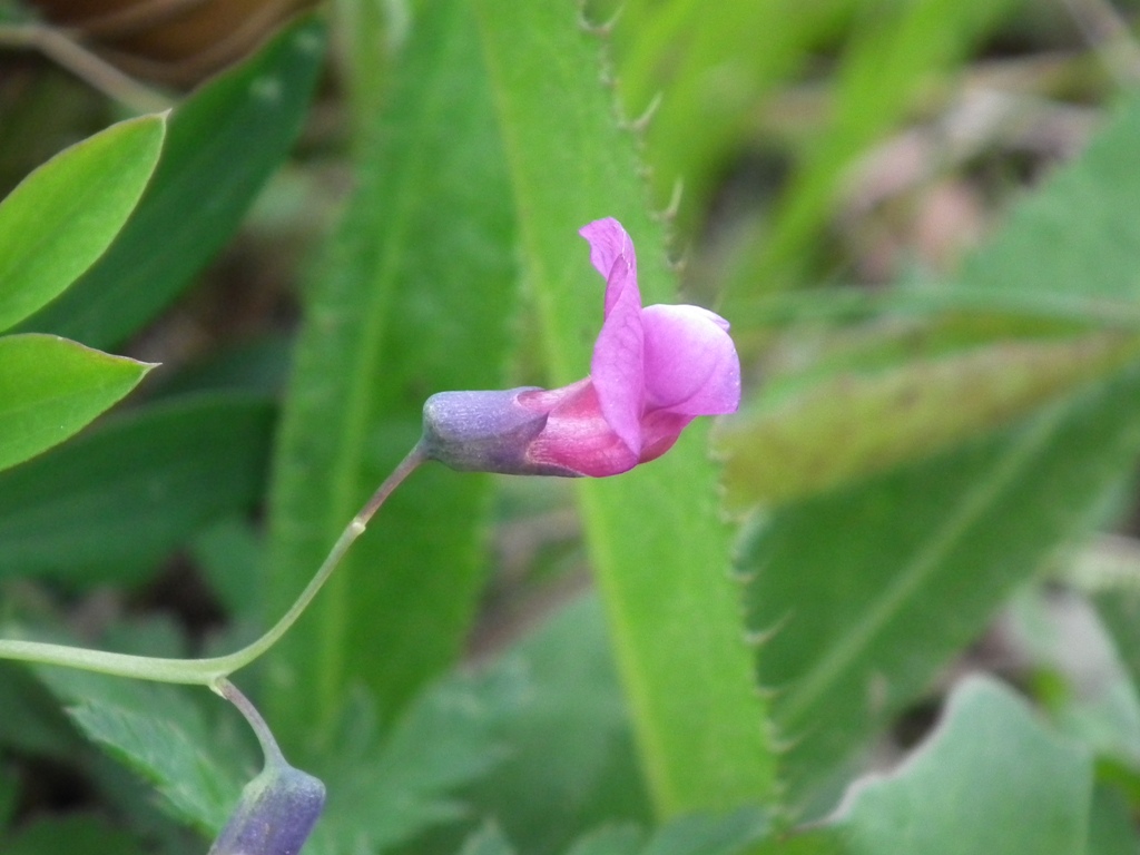 Lathyrus linifolius / Cicerchia a foglie di lino